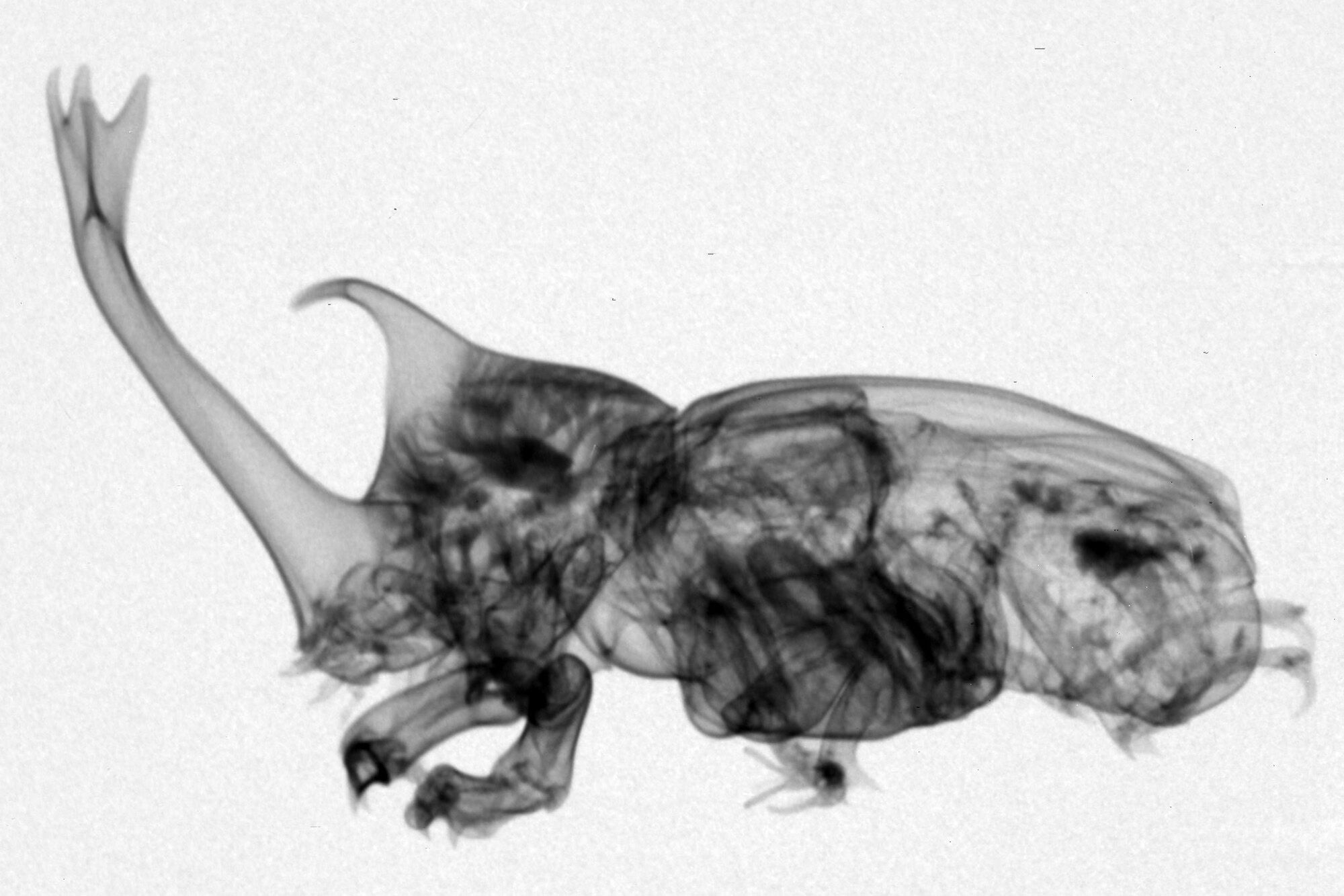 Neutron radiography of a beetle captured using RADEN【3-044】