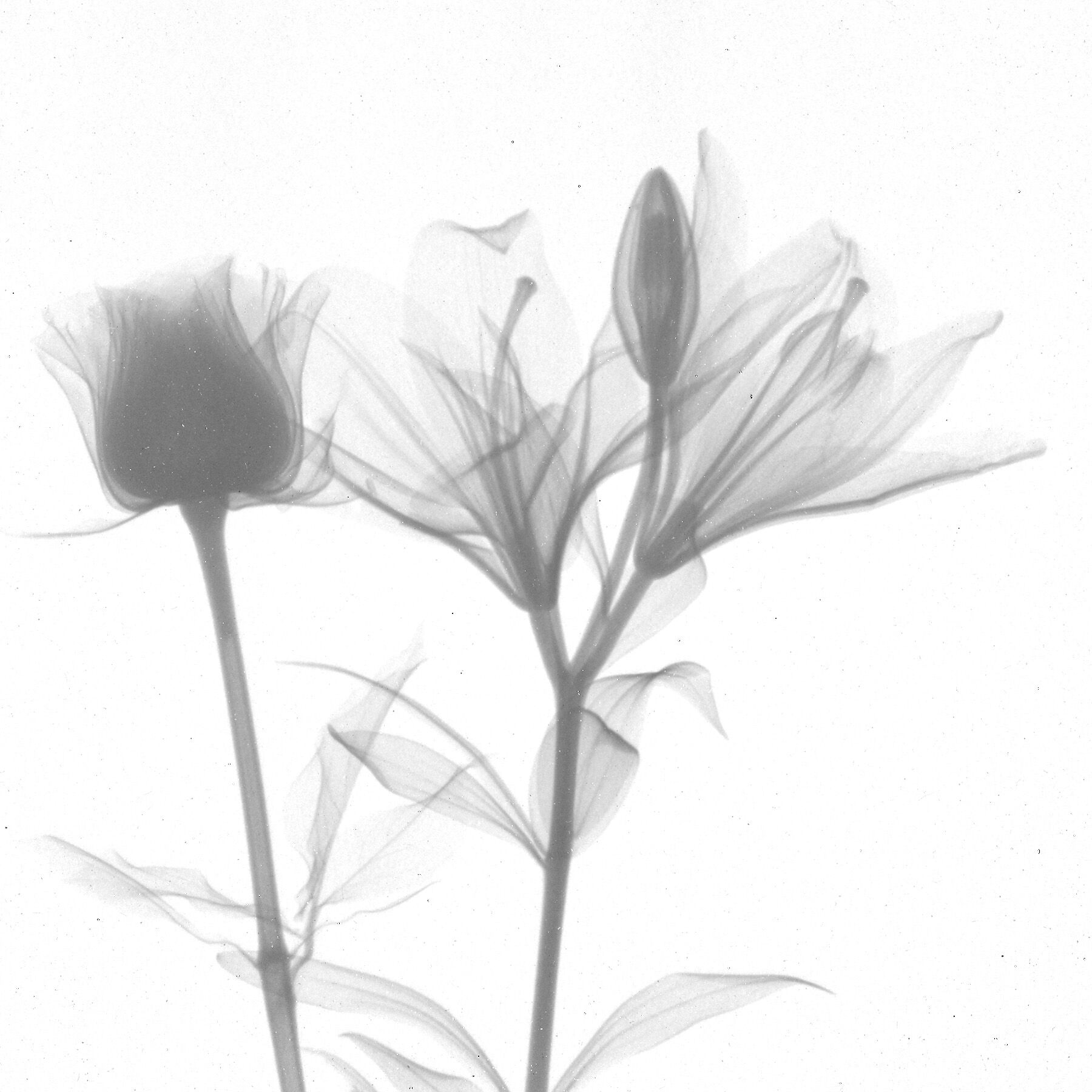 Neutron radiography of a flower captured using RADEN【3-048】