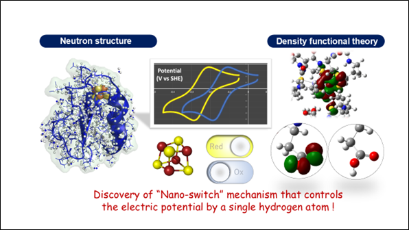 Elucidating the redox potential regulation mechanism common to all living organisms by an "electron carrier" protein for energy acquisition