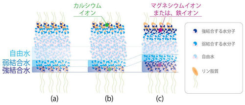 生体膜における金属イオンと水の関係を探る