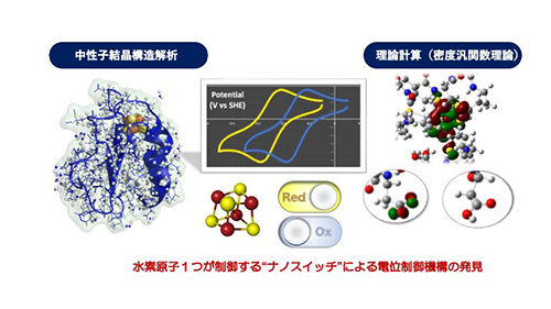 生体内の酸化還元反応における"電子の運び屋"役のタンパク質<br />エネルギー獲得のための生物共通の電位制御の仕組みを解明