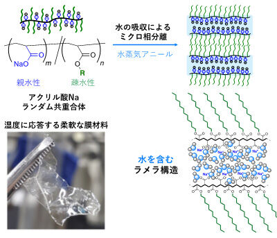 水を含み湿度に応答するラメラ構造ポリマー材料<br />- 高吸水性高分子の特性を活かした自己組織化 -